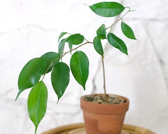 Figuier pleureur Ficus benjamina de 25 cm de long (PLANTE EXACTE)