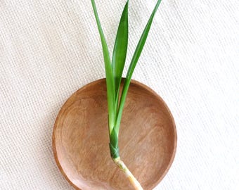Sansevieria Parva Kenya (jacinthe) de 23 cm de long (PLANTE EXACTE)