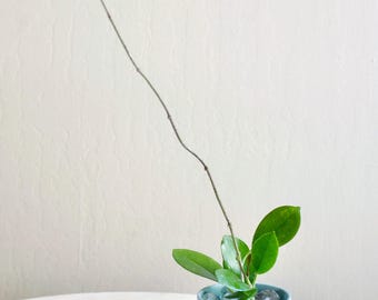 15" de long Hoya Australis PLANTE EXACTE