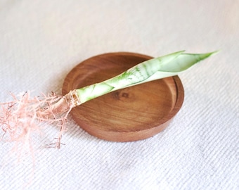 Sansevieria Silver Queen de 15 cm de long (PLANTE EXACTE)