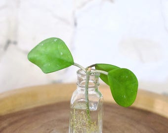 Bouture d'Hoya Obovata de 7,6 cm (3 pouces) - PLANTE EXACTE