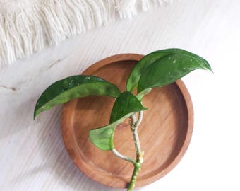 3.5" long Hoya Carnosa Krinkle 8 Cutting EXACT PLANT