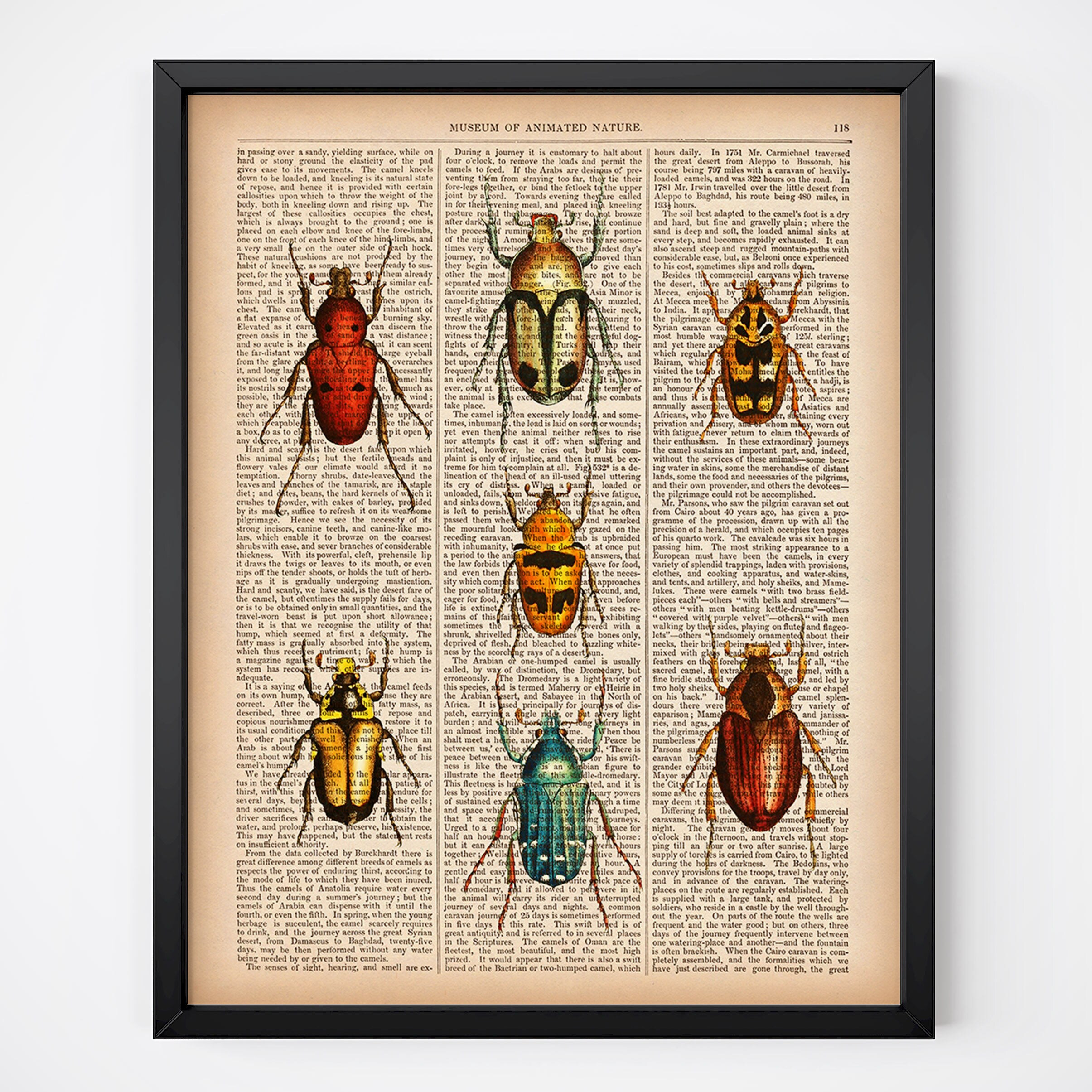 Vintage beetle print Digital print Instant download Insect | Etsy
