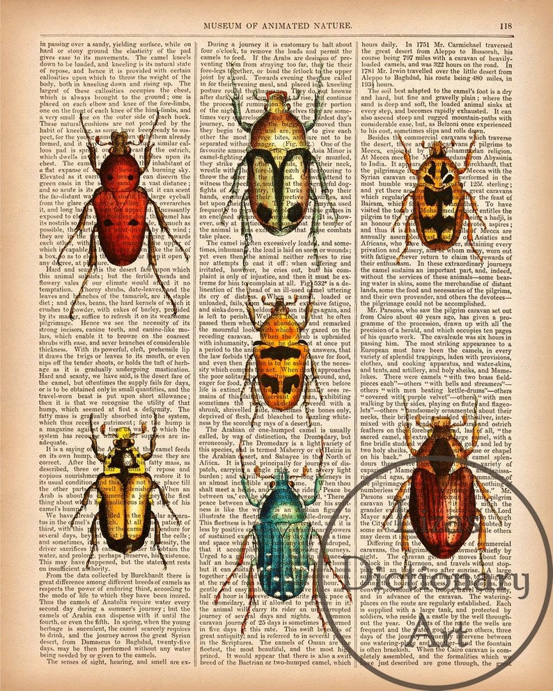 Vintage beetle print Digital print Instant download Insect | Etsy