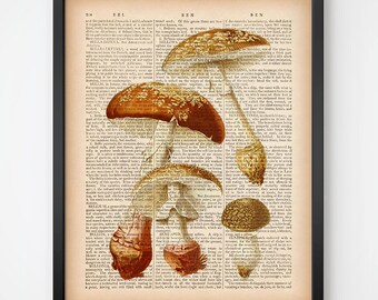 1933 Antique Mushroom identification Chart Print Fungus Wall art home decor vintage Fungi print