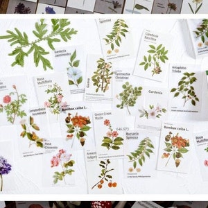 Wildblumen Pflanzen Bilder, Natur Frühling Thema Papier für Scrapbook oder Junk Journal 80 pk