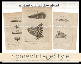 Vintage Butterfly Moth journal Cards, Entomology Junk Journal (Digital Download)