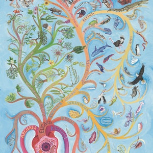 May include: A colorful tree of life illustration depicting the evolutionary relationships between different species. The tree branches out from a heart-shaped root, representing the common ancestor of all life. The branches are labeled with the names of different taxonomic groups, including Archaea, Bacteria, Eukarya, Protista, Fungi, Plantae, and Animalia. The illustration includes a variety of animals, plants, and microorganisms, representing the diversity of life on Earth.