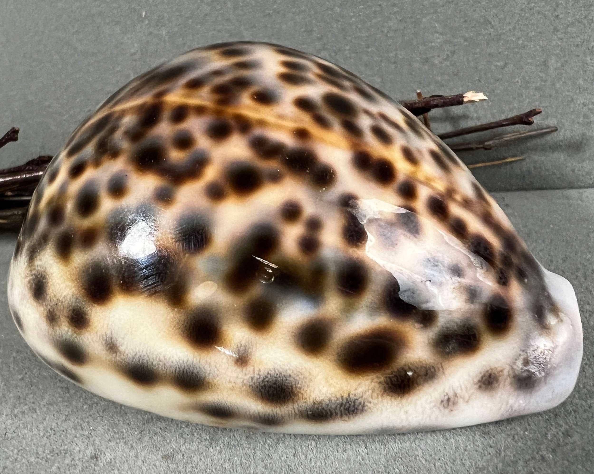 Calf Cowrie Shells - Cypraea Vitellus - (5 shells approx. 2 inches)