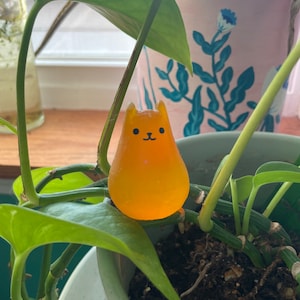 Compañero de planta de gato