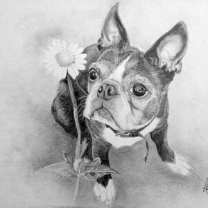 Custom Pet Portrait - Graphite