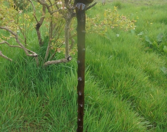 Bastón irlandés de endrino hecho a mano.