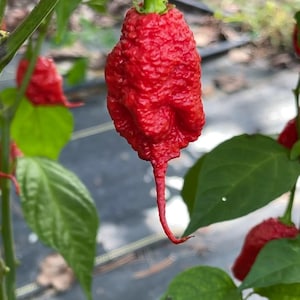 Primotalii - (Capsicum chinense) - Seeds