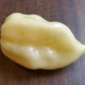 Bhut Jolokia White Ghost - Seeds