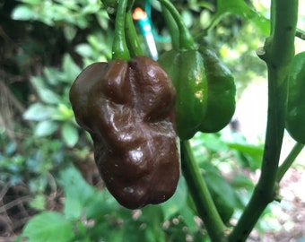 Habanero Chocolate - (Capsicum Chinense) - Seeds