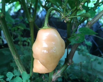 Aji Sugar Rush Peach- (Capsicum bacattum) - Seeds