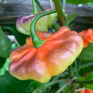 Aji Cachucha Purple Splotched - (Capsicum chinense) - Seeds