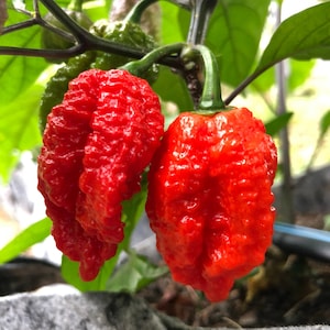 Redgum TigerMAMP x Chocolate Nagabrains - (Capsicum Chinense) - Seeds