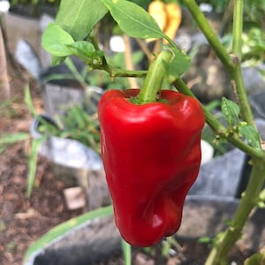 Aleppo - (Capsicum annuum) - Seeds