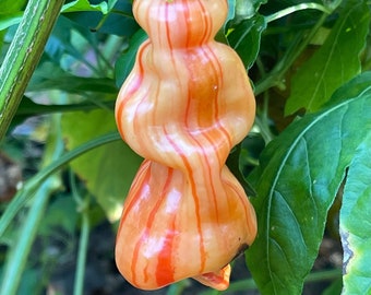 Sugar Rush Stripey - (Capsicum bacattum) - Seeds