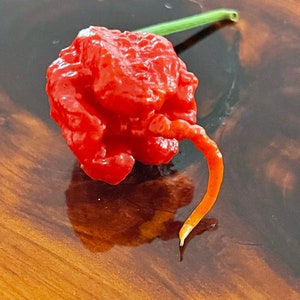 Trinidad 7 Pot Primo - (Capsicum chinense) - Seeds