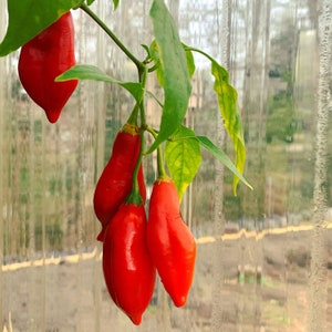 Pasilla Mixe Chili or Pasilla de Oaxaca- (Capsicum annuum) - Seeds
