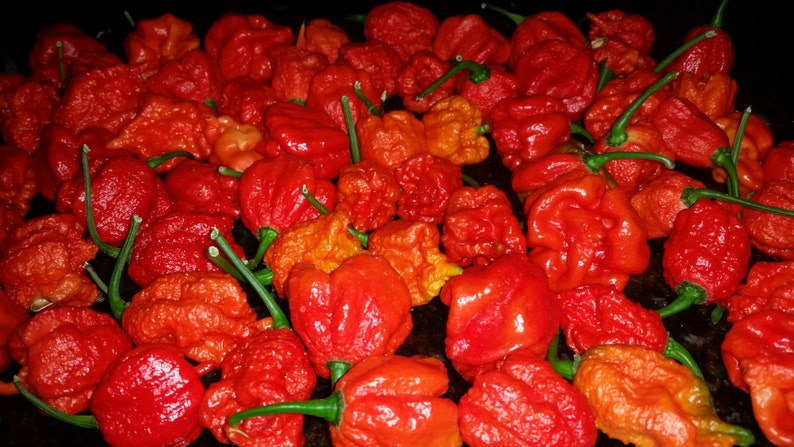 buy carolina reaper pepper buy carolina reaper pepper