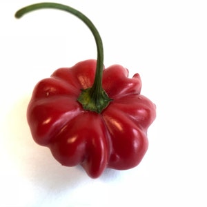 Brazilian Star Fish - (Capsicum Baccatum) - Seeds