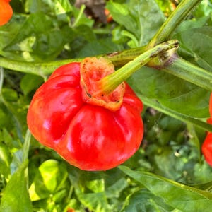 May include: A close-up of a vibrant red pepper, showcasing its glossy skin and unique shape. The pepper is attached to a green stem, surrounded by lush green leaves. The image highlights the pepper's fresh, natural appearance.