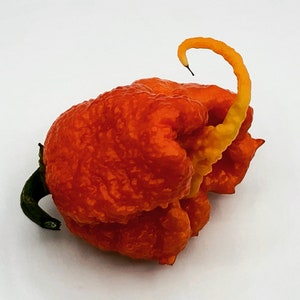 Carolina Reaper - (Capsicum chinense) - Seeds