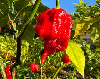 Zing - (Capsicum chinense) - Seeds