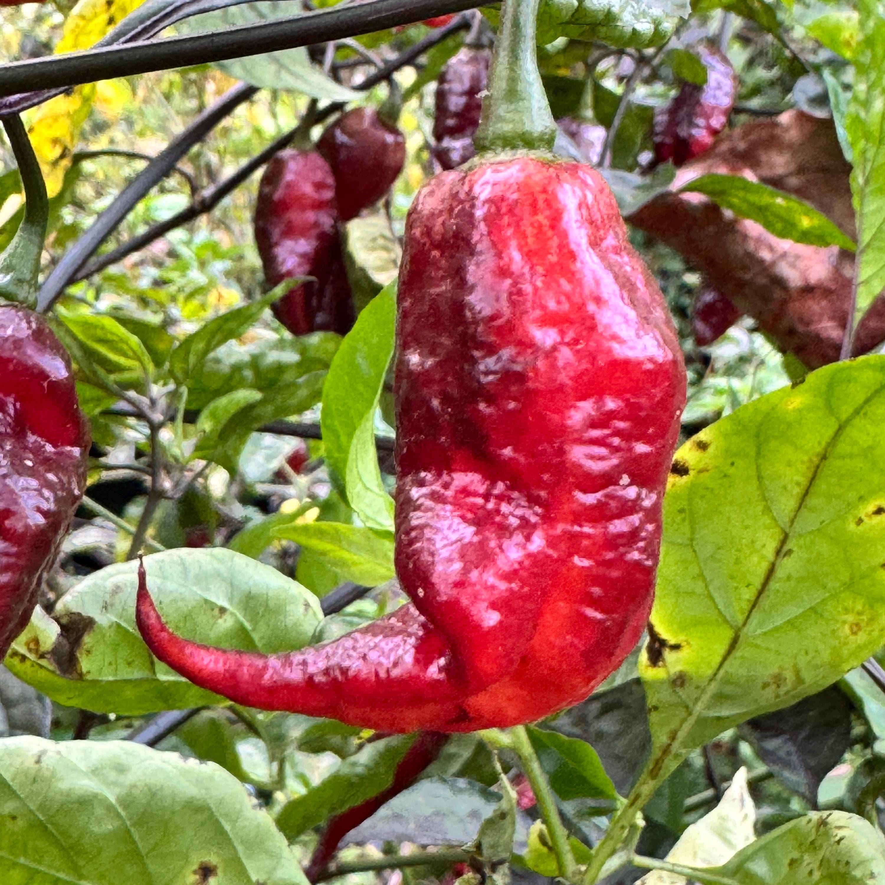 Jay's Pink Black - (capsicum Chinense) - Seeds - Etsy