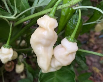Op de afbeelding: Close-up van witte pepers met een unieke, gedraaide vorm, groeiend aan een groene wijnstok. De pepers hebben een crèmewitte kleur en contrasteren met de groene stelen en bladeren. De afbeelding toont de pepers in hun natuurlijke omgeving.