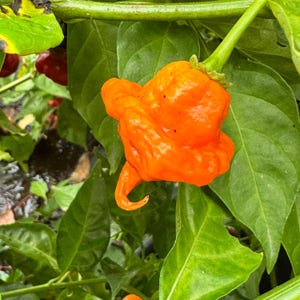Orange Ripple - (Capsicum chinense) - Seeds