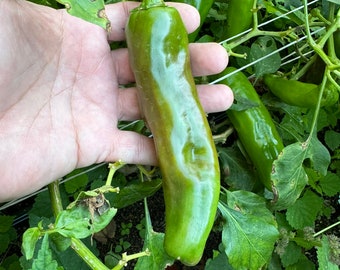 Hatch Green Hot - Doublecross Chile - (Capsicum annum) - Seeds