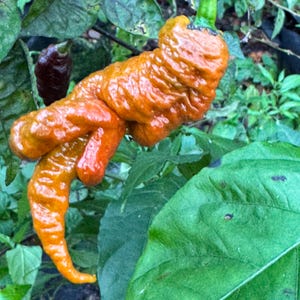 May include: Close-up of a unique orange pepper with a wrinkled texture, growing on a plant with green leaves. The pepper has an unusual shape and a vibrant color, suggesting it is ripe. A smaller, dark purple pepper is also visible.