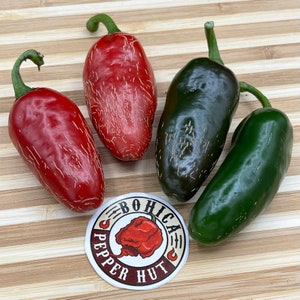 Jalapeno Zapotec (Capsicum annuum) - Seeds