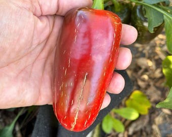 Big Poppa - (Capsicum annuum) - Seeds