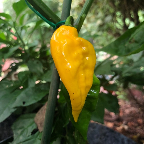 Devil's Tongue Yellow - (Capsicum Chinense) - 10 Seeds