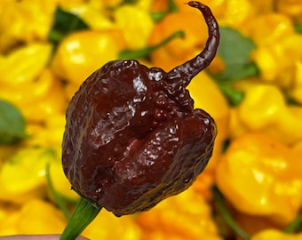 Chocolate Reaper - (Capsicum chinense) - Seeds