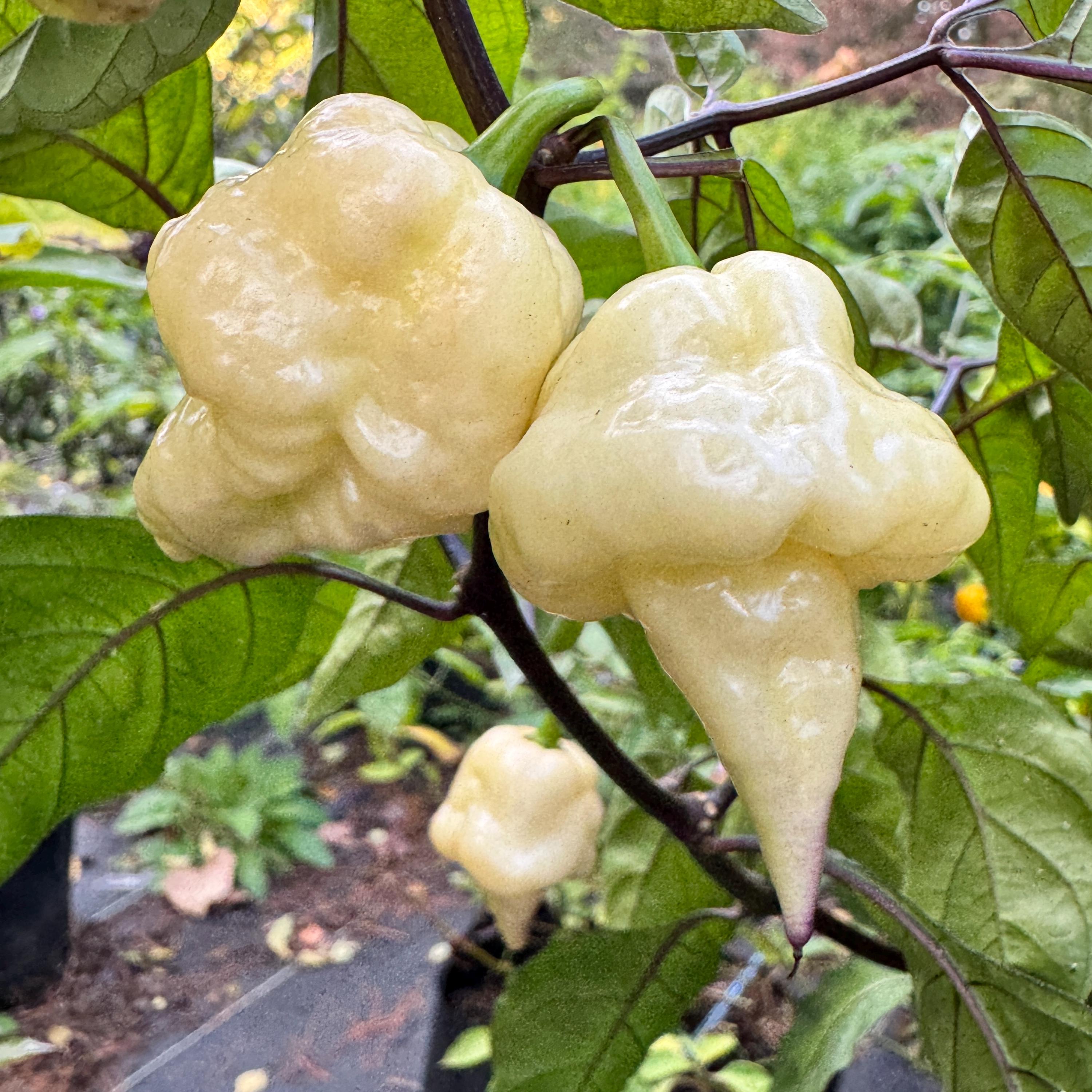 Jay’s × Pink × Reaper Lemon – (capsicum Chinense) - Seeds. - Etsy