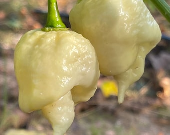 White Moruga - (Capsicum chinense) - Seeds