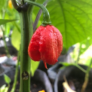 Dragon's Breath - (Capsicum chinense) - 10 Seeds