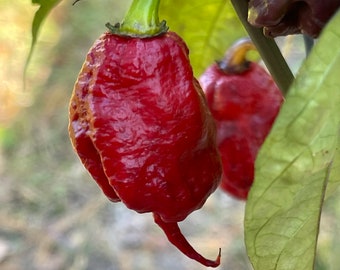 Purple Death - (Capsicum chinense) - Seeds