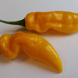 May include: Two bright yellow chili peppers with green stems are displayed against a white background. The peppers have a wrinkled texture and a curved shape, suggesting they are ripe and ready to use. The image is well-lit, highlighting the vibrant color.