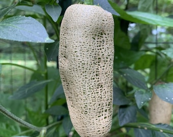 Farmers Market Jalapeno - (Capsicum annum) - 10 Seeds