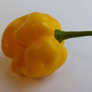 Moruga Scorpion Yellow - Seeds