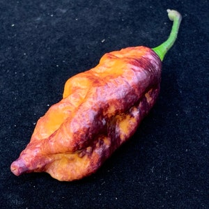 Pink Tiger x Peach Bhut- (Capsicum Chinense) - Seeds
