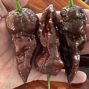 Bhut Jolokia Chocolate - (Capsicum chinense) - 10 Seeds