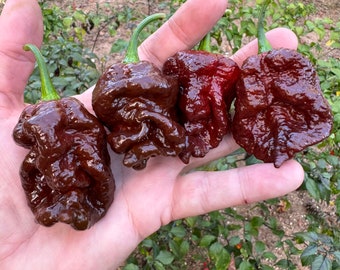 Bismark Chocolate Long - (Capsicum chinense) - Seeds